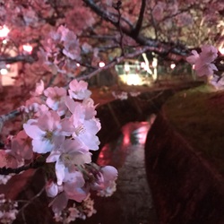 お花見♪ お花見♪