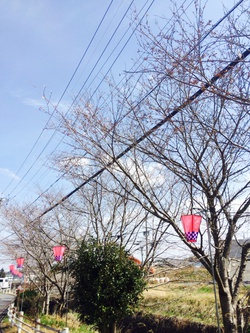 春ですね☆ 春ですね☆