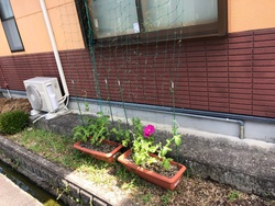 あさがお! あさがお!