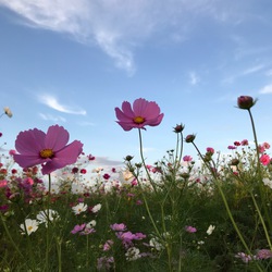 コスモス☆ コスモス☆