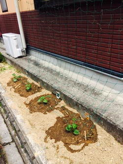グリーンカーテン! グリーンカーテン!