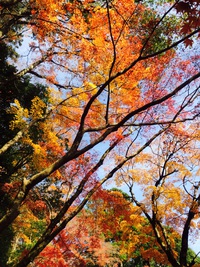 紅葉を見に行きました。