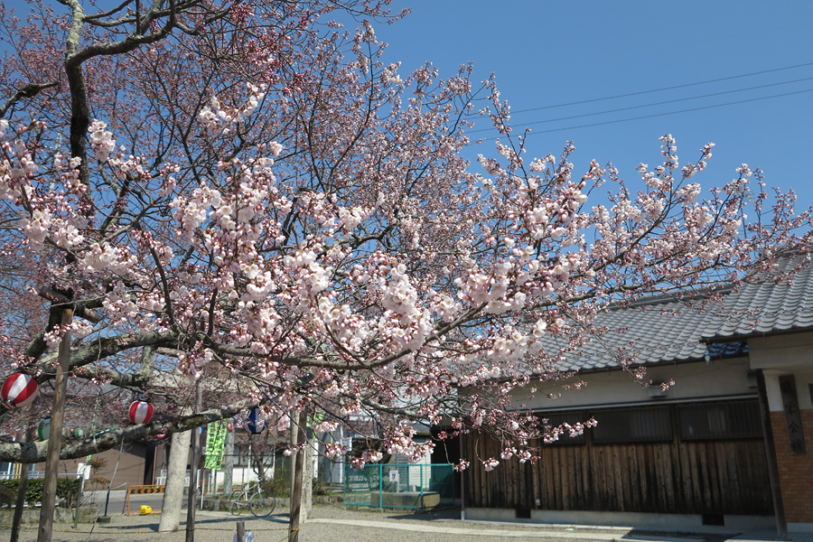 甲賀市水口町・藤栄神社の桜は咲き始め(2017年4月5日)