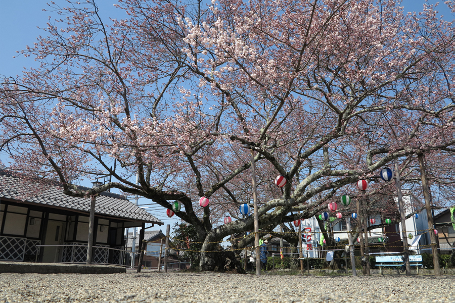 甲賀市水口町・藤栄神社の桜は咲き始め(2017年4月5日)