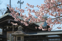 甲賀市水口町 桜の名所・藤栄神社は咲き始め→開花（2017年4月4日）。追記しました。