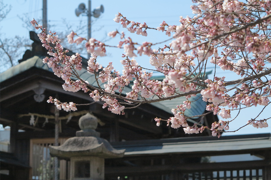 甲賀市水口町・藤栄神社の桜は咲き始め(2017年4月5日)
