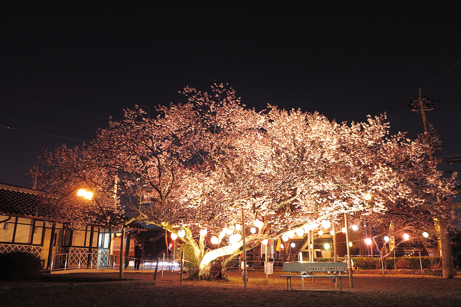 甲賀市水口町 桜の名所・藤栄神社は咲き始め→開花（2017年4月4日）。追記しました。