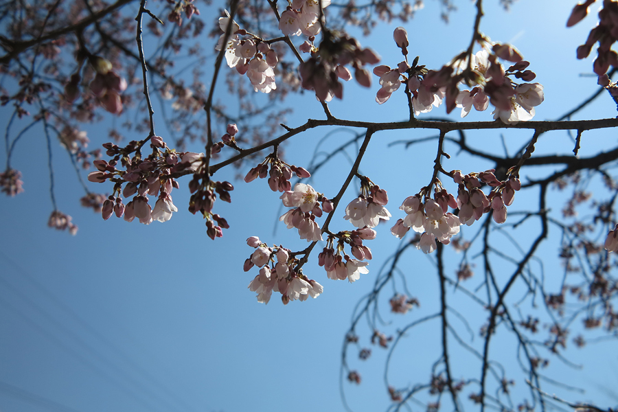 甲賀市水口町・藤栄神社の桜は咲き始め（2017年4月5日）