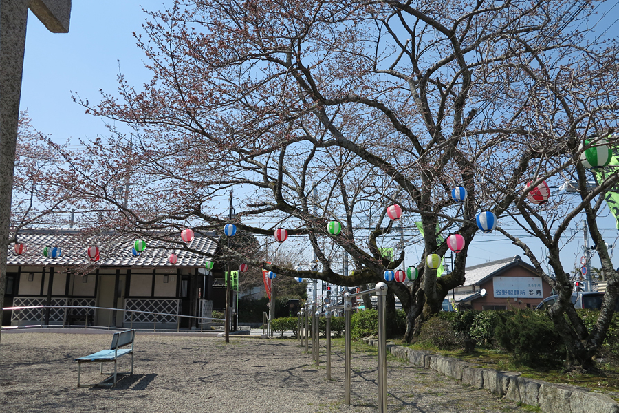 甲賀市水口町・藤栄神社の桜は咲き始め(2017年4月5日)