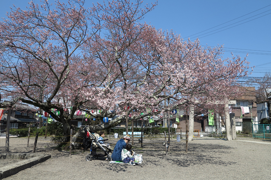 甲賀市水口町・藤栄神社の桜は咲き始め(2017年4月5日)