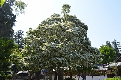 梅雨どこいった?