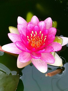 二年前に、自宅で咲いた睡蓮の花 二年前に、自宅で咲いた睡蓮の花