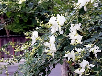 萩の花 萩の花