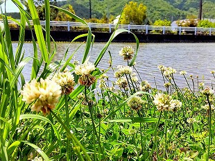 佐々木神社まで ” なんじゃもんじゃ ” の花を観に行ってきました。 佐々木神社まで ” なんじゃもんじゃ ” の花を観に行ってきました。
