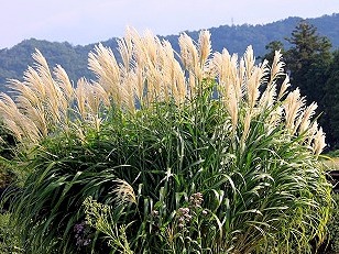 爽やかな風にゆれるススキってまさしく秋です 爽やかな風にゆれるススキってまさしく秋です