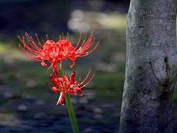 彼岸花(曼珠沙華) 彼岸花(曼珠沙華)