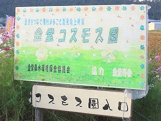 好天の秋日和、昨日はコスモス交流園が開かれました。 好天の秋日和、昨日はコスモス交流園が開かれました。