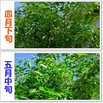 マユミ② マユミ②