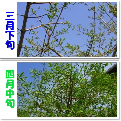 マユミ① マユミ①