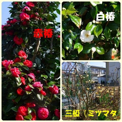 庭の木 庭の木