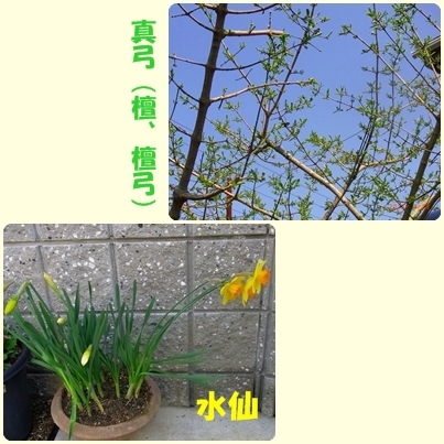 花 花