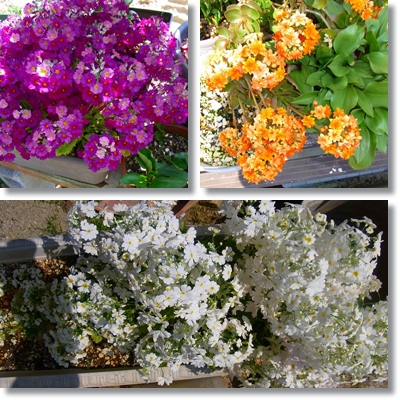 花1 花1
