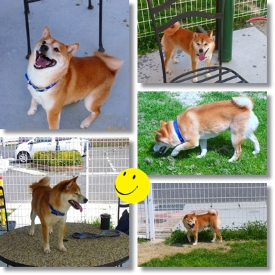 dog dog