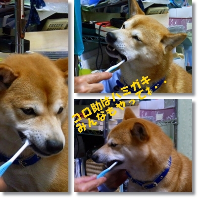 ハミガキ ハミガキ