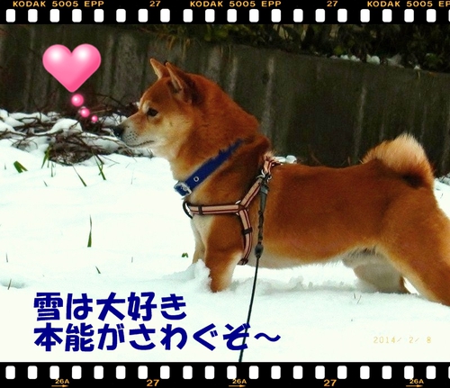 雪 雪
