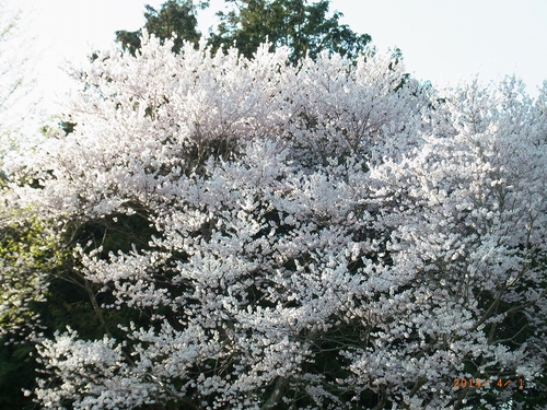 池2 池2
