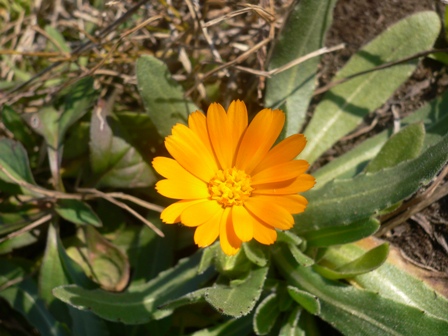名無き路傍の花