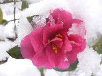 希望が丘雪中ウォーキング