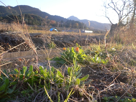 名無き路傍の花