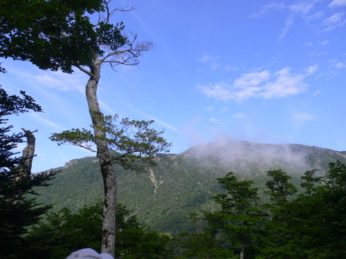 オオヤマレンゲを求め大峰山
