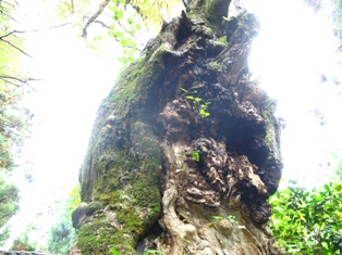 ウッディパル余呉菅山寺