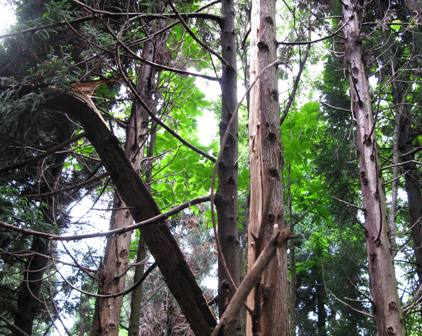 余呉トレイル柳ケ瀬山・椿坂峠