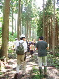 木の伐採見学と森の仕事体験① 木の伐採見学