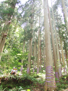 木の伐採見学と森の仕事体験① 木の伐採見学