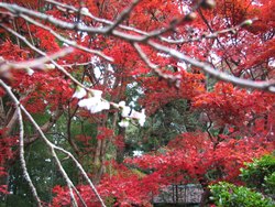 第327回 晩秋に「小さな春」みっけ!