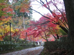 第327回 晩秋に「小さな春」みっけ!