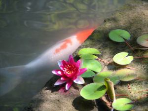 第402回 蓮に鯉