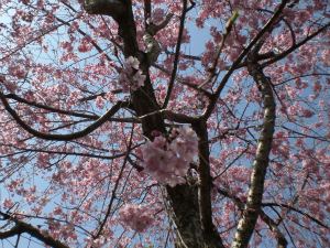 第367回 なばなの里