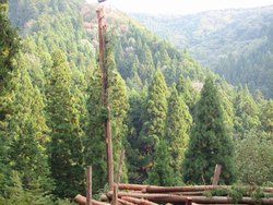 第320回 木が山を歩く!