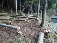 造園のキタジマは伐採作業も行います！