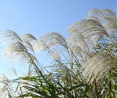 風流