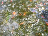 岐阜でうふふっ!とったどー!!編