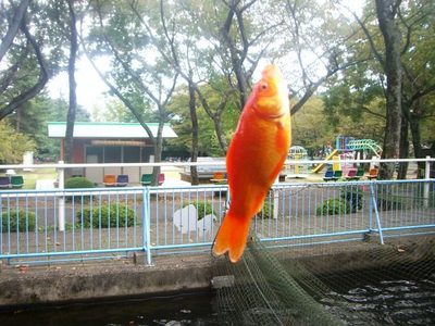 岐阜でうふふっ!とったどー!!編