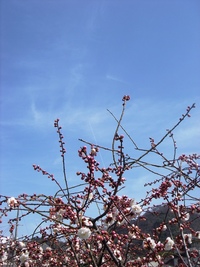 青空と梅と佐和山と