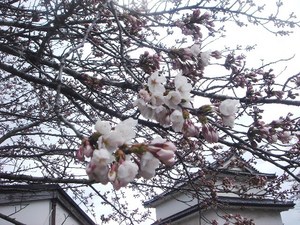 彦根城開花宣言~♪