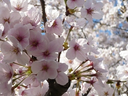 桜の木の下で・・・